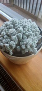 Mammillaria gracilis fragilis, Thimble cactus in ceramic pot.