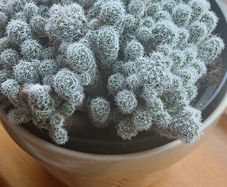 Mammillaria gracilis fragilis, Thimble cactus in ceramic pot.