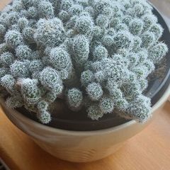 Mammillaria gracilis fragilis, Thimble cactus in ceramic pot.