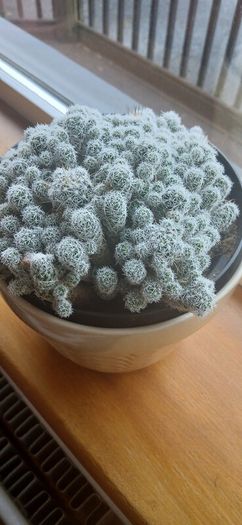 Mammillaria gracilis fragilis, Thimble cactus in ceramic pot.