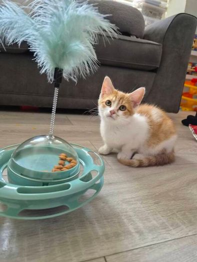 Kitten adoption