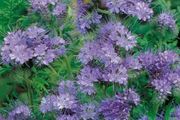 (P) Lacy Phacelia Seeds Large 30g pack