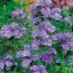 (P) Lacy Phacelia Seeds Large 30g pack