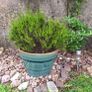 Beautiful Glazed Flower Pot with Heather Included Image 2