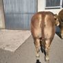 PBR Limousin Bull's Image 5