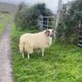 Hoggot Rams Image 4