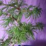 Rare to find Bonsai Image 2