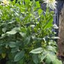 dahlia plant Image 8