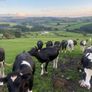 Maiden heifers Image 2