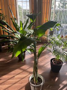 Strelitzia Plant + Pot + Stand
