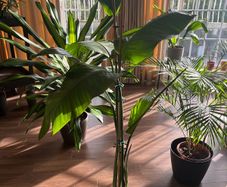 Strelitzia Plant + Pot + Stand