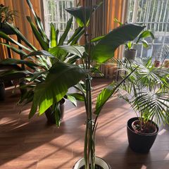 Strelitzia Plant + Pot + Stand