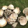sea shells cupped Image 6