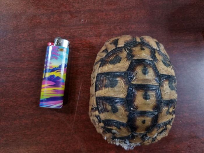 Antique turtle shell
