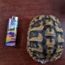 Antique turtle shell Image 4