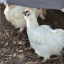 Silkie roosters and hatching eggs for sale. Image 5