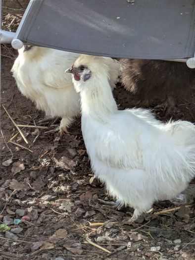 Silkie roosters and hatching eggs for sale.