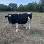 Bullocks Image 2