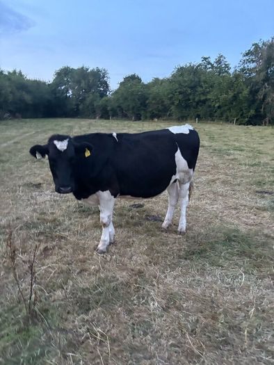 Bullocks