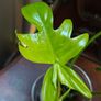 Philodendron Pedatum loss variegation Image 3