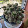 cactus plant Image 3