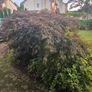 Garden plants Image 2