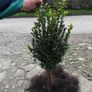 Box Hedging Image 9