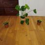 Ultimate Plant Lover's Bundle, Swiss Cheese and Aloe Vera Image 9