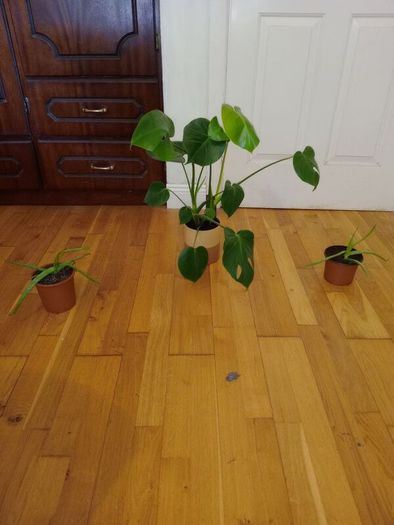Ultimate Plant Lover's Bundle, Swiss Cheese and Aloe Vera