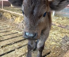 Black Limousin bull calf for sale, 4 days old
