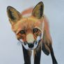 Pet portraits (colour pencils) Image 3