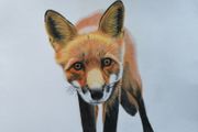 Pet portraits (colour pencils)