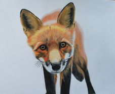 Pet portraits (colour pencils)