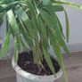 Yuka plant Image 3