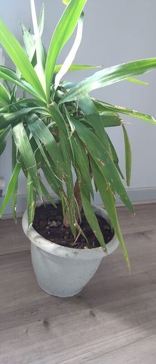 Yuka plant