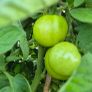 (T) Tomato Ananas seeds 0.1g (111107) Image 3