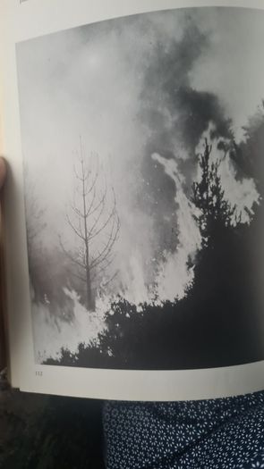 Trees For Town And Country By Peter Bridgeman. With A Frontispice By Henry Moore. Rare Vintage First Edition. Large Volume Hardback With Dustjacket In In Good Condition.