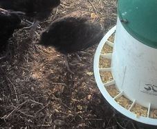 3 black la bresse large fowl pairs 6 weeks
