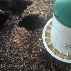 3 black la bresse large fowl pairs 6 weeks