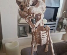 Halloween Decorations