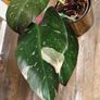 No.7 Philodendron Red Anderson Image 9
