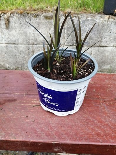 Black Grass