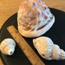 Three Vintage Sea Shells Image 5