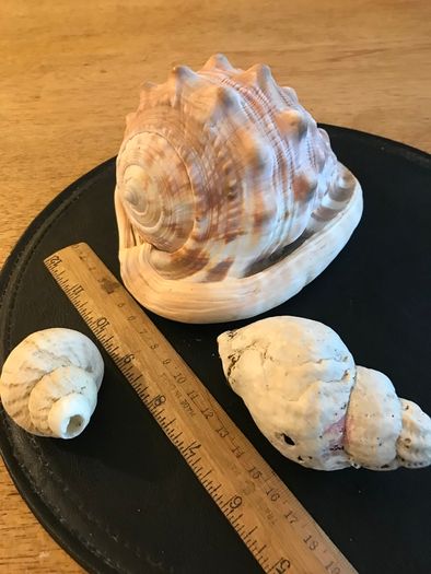 Three Vintage Sea Shells