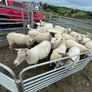 Organic sheep for Ballyjamesduff breeding sale Image 5