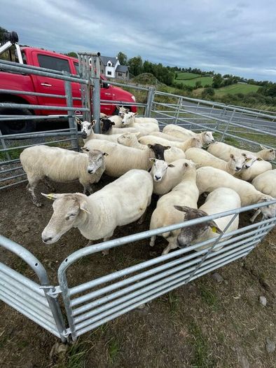 Organic sheep for Ballyjamesduff breeding sale