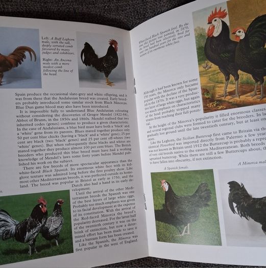 Old Poultry Breeds / Fred Hams / 2000