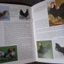 Old Poultry Breeds / Fred Hams / 2000 Image 6