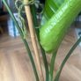 Strelitzia (Bird of Paradise) Indoor Plant Image 3