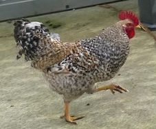 2 Breeding Cocks.